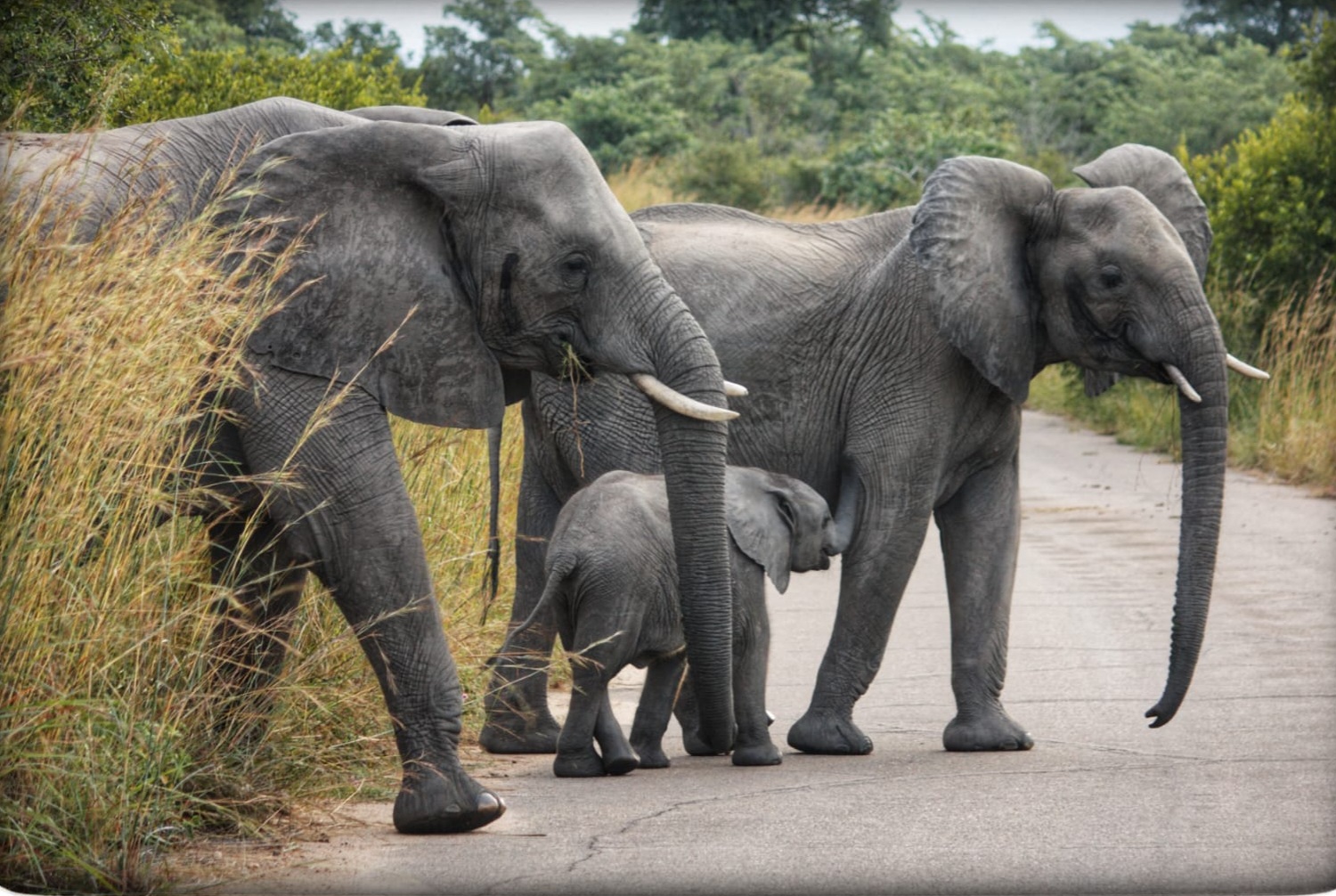 Private game drive in Kruger National Park near Hoedspruit – lion sighting